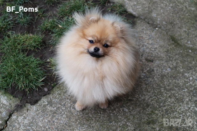 Миниатюрно момиченце померан с родословие FCI, снимка 5 - Померан - 50219721