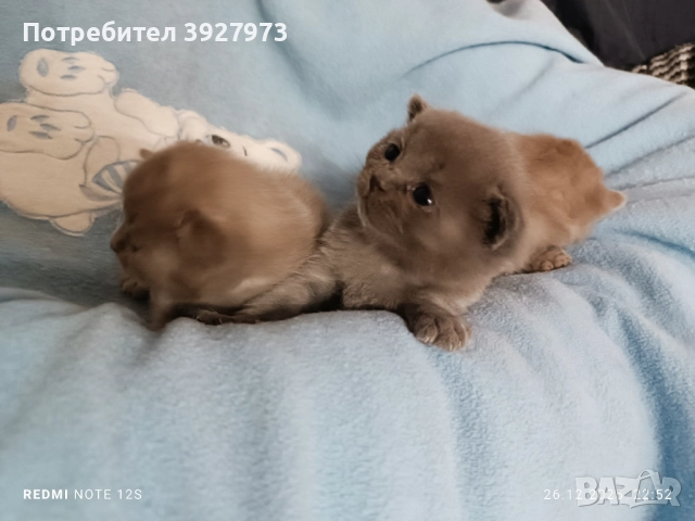 Прекрасни британски котета 