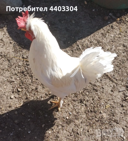 Петли , снимка 4 - други­ - 53854136