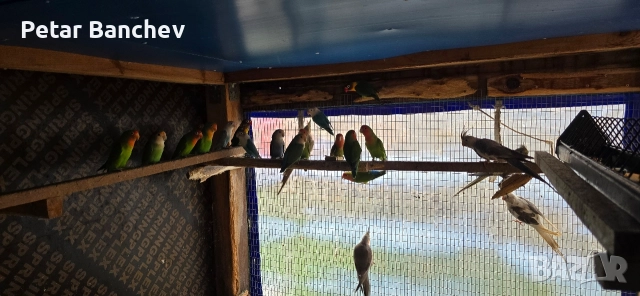 монаси александри розели , снимка 9 - Папагали - 52672580