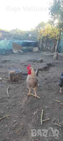 Петли Легбар Крем 