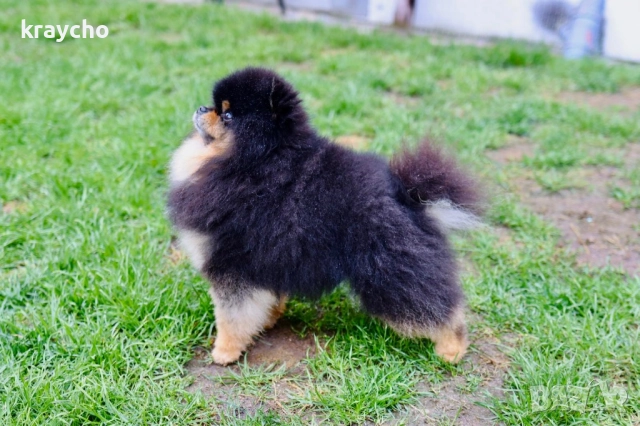 Померан мъжки