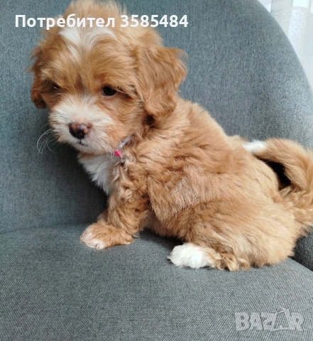 Shih poo/Mini poodle , снимка 2 - Пудели - 54096771