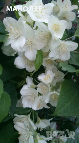 Филаделфус