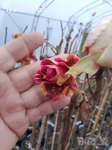 Щамбови рози 