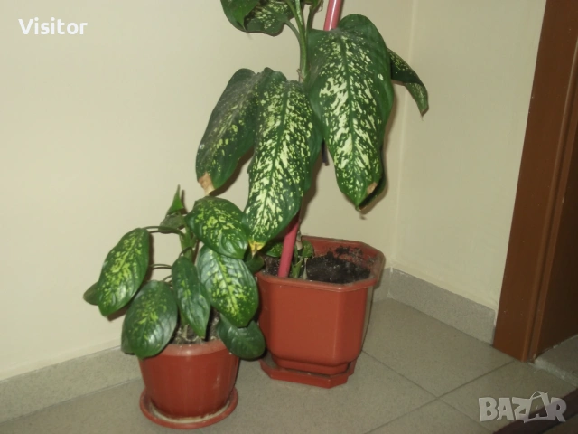 фотоапарат FujiFilm FinePix C10   10 мРх, снимка 18 - Фотоапарати - 54281798