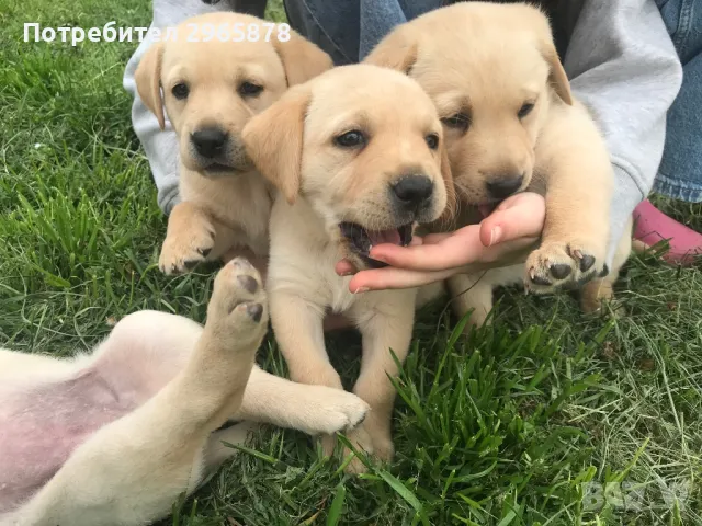 Чистокръвни лабрадори , снимка 9 - Лабрадор ретривър - 49943595