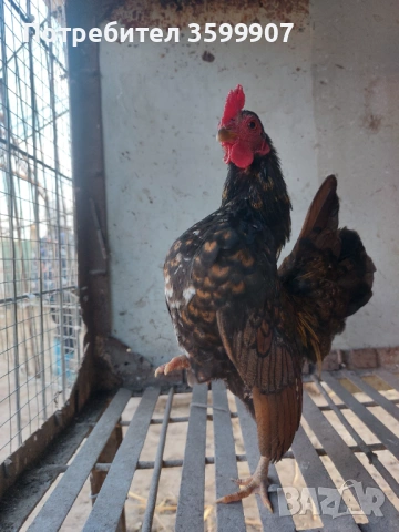 Миниатюрни петлета Серама