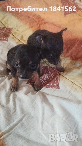 Продават се, снимка 6 - Пинчер - 52944449