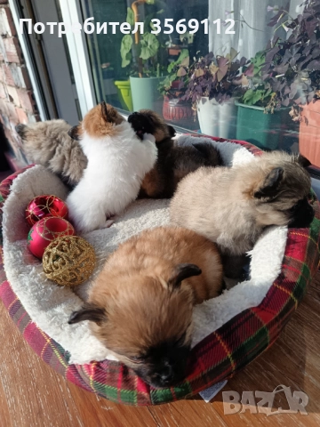 Продавам, снимка 11 - Померан - 52849823