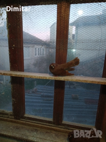 Работеща двойка, снимка 8 - Гълъби - 52793754