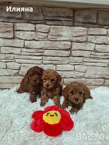 Момиченца пудел той , снимка 5 - Пудели - 54180103