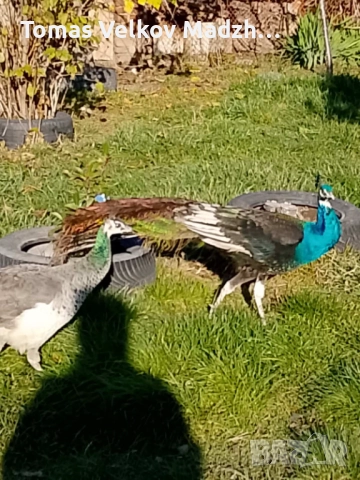 Продавам Чернокрил мъжки паун и индийски женски паун, снимка 6 - други­ - 52818296