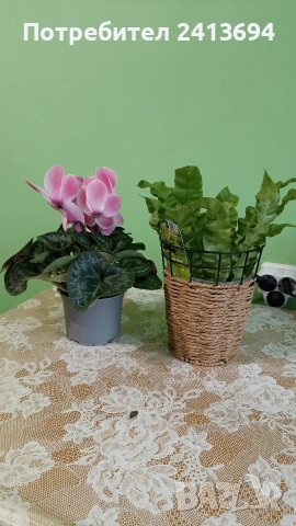 асплениум в кашпа + циклама (едра)