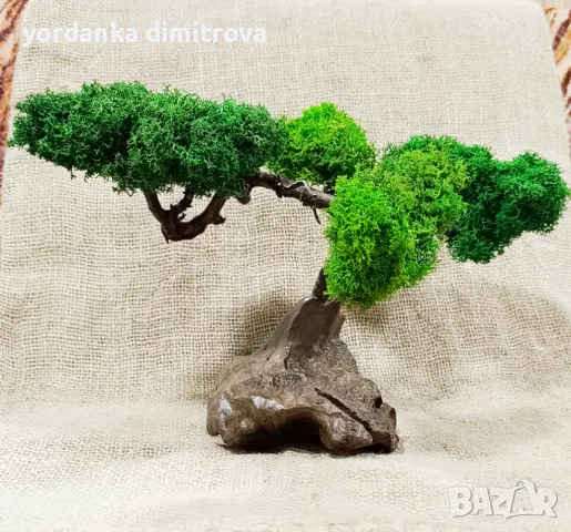 Ексклузивно коледно намаление! Бонсай със скандинавски мъх и естествено дърво.