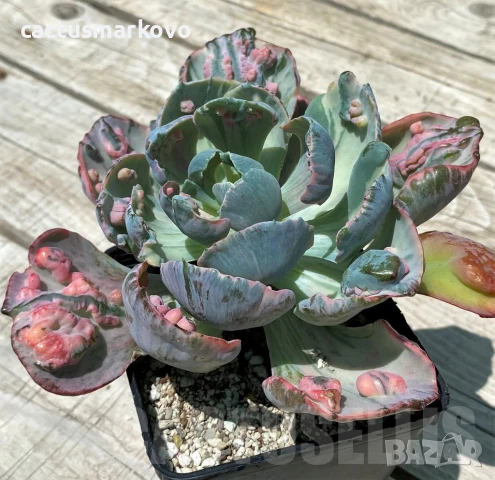 Echeveria ‘Beyoncé Rainbow’, снимка 2 - Стайни растения - 50819973