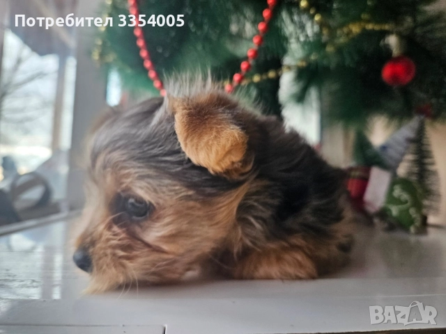 Мъжко йорки чудесен подарък 