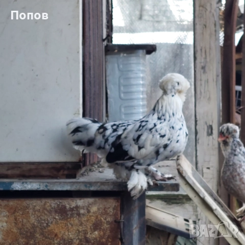 Продавам джинки, снимка 12 - други­ - 52724814