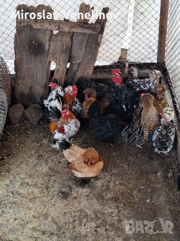 Продавам оплодени яйца от джинките на снимките, снимка 3 - Кокошки и пуйки - 53650745