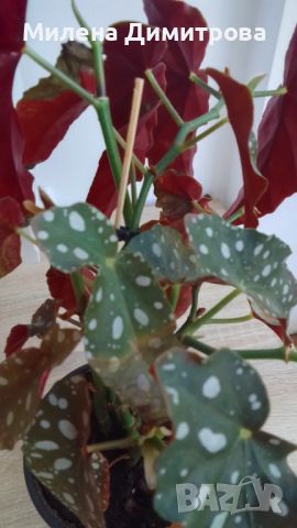 Begonia Maculata variegata , снимка 9 - Стайни растения - 46562644