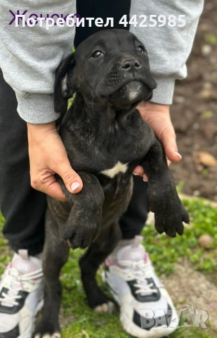 Cane Corso , снимка 3 - Кане корсо - 54024886