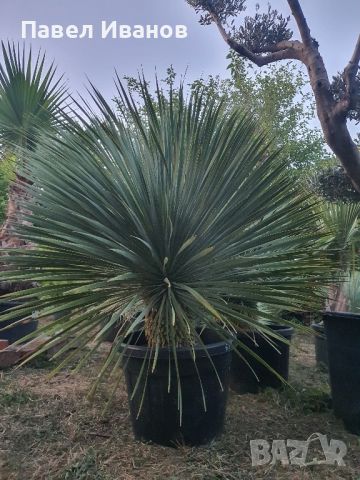 YUCCA ROSTRATA-ЮКА РОСТРАТА-Студоустойчива., снимка 1 - Градински цветя и растения - 46436936