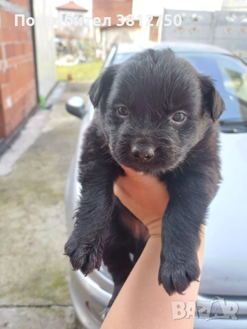 Подарявам кученце