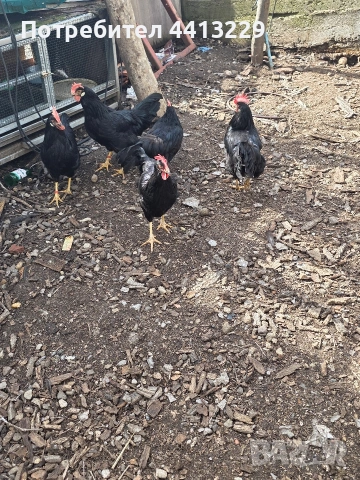 ярки ,кокошки, снимка 6 - Кокошки и пуйки - 52887566