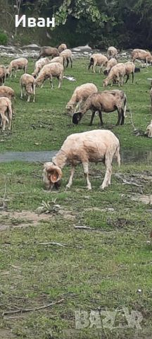 Продавам овен, снимка 1 - Овце - 45334991