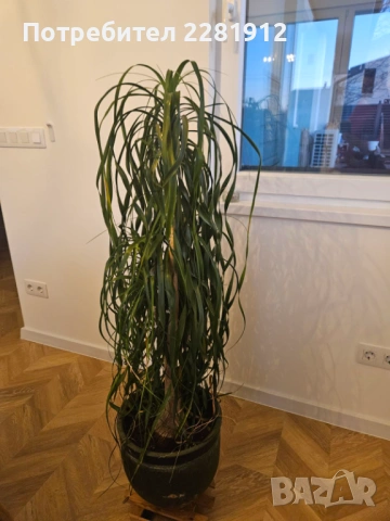 Две палми Цикас и Нолина , снимка 4 - Други - 53185325