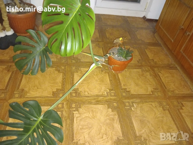 Филодендрон, снимка 5 - Стайни растения - 50517747