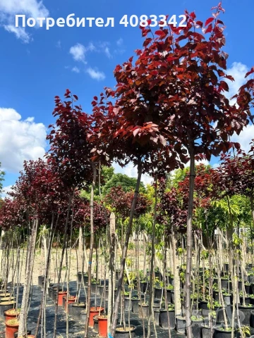 Червенолистна Слива, снимка 1