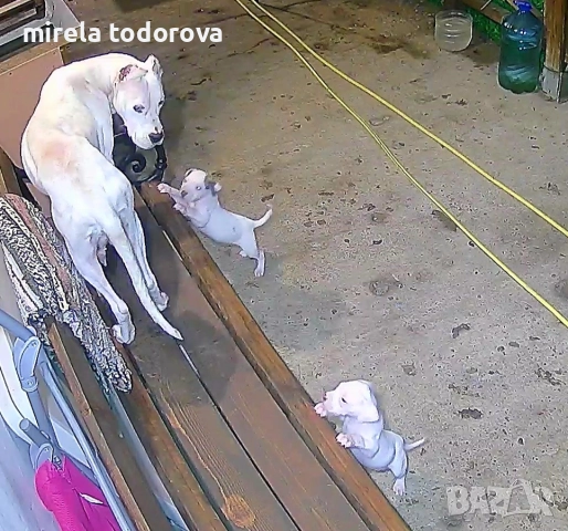 Дого Аржентино , снимка 9 - Дого аржентино - 52413341