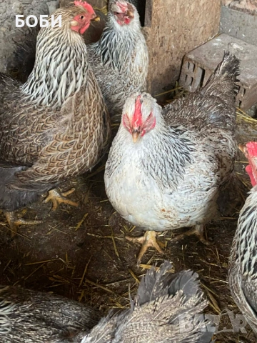 ярки катунски сребърни