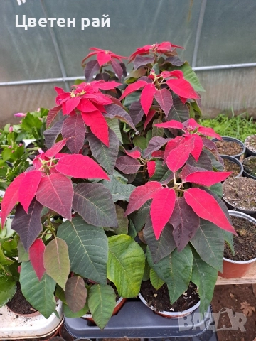 РАЗПРОДАЖБА на Коледна звезда , снимка 3 - Стайни растения - 52455331