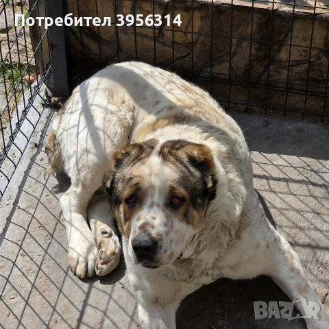 Алабай , снимка 4 - Алабай - 54179344