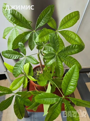 Дървото на парите, пахира,, 65 см височина, със саксия, снимка 3 - Стайни растения - 49709890