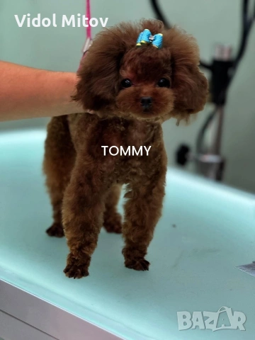 Тийкъп Пудел момче , снимка 2 - Пудели - 53747422