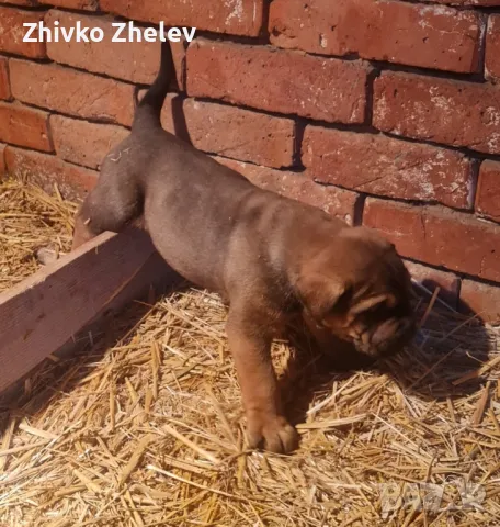 кане корсо / Cane corso, снимка 8 - Кане корсо - 48169943