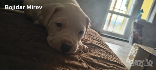 Дого Аржентино, снимка 11 - Дого аржентино - 53045596