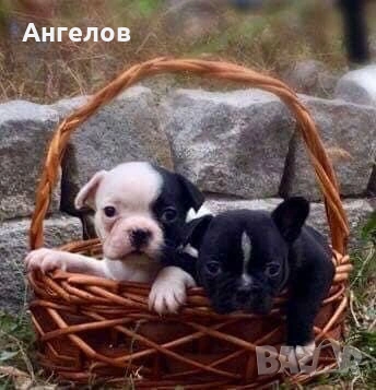 Френски булдог