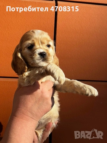 Кокер шпаньол момченце родословен баща, снимка 2 - Кокер шпаньол - 53829519