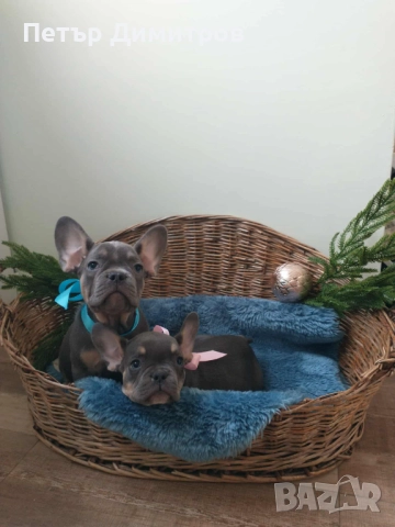 Френски булдог френски булдог , снимка 3 - Френски булдог - 52544283