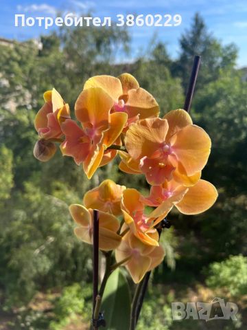 Орхидея фаленопсис, снимка 5 - Стайни растения - 45925992
