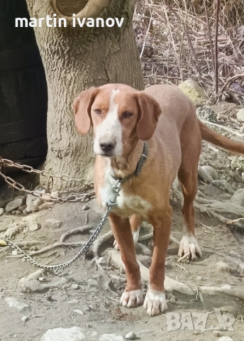 Посавско гонче, снимка 2 - Гонче - 53689563