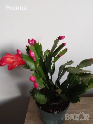 коледничета, снимка 4 - Стайни растения - 52384809