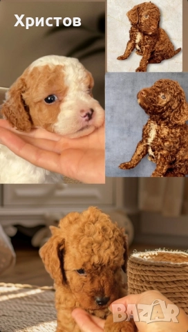 Мини пуделчета той , снимка 10 - Пудели - 52557736