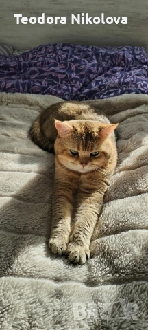 Британска златна чинчила за разплод , снимка 3 - Чинчили - 51309484