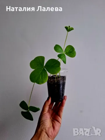 Оксалис, Oxalis Bowiei, снимка 1 - Стайни растения - 48782366