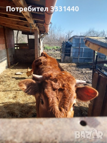 Продавам юница лимузин , снимка 2 - Крави - 53868380